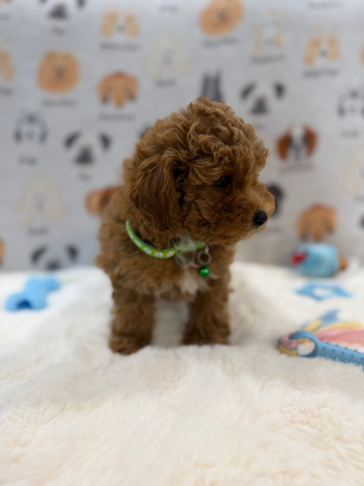 BRUNO (AKC Mini Poodle)