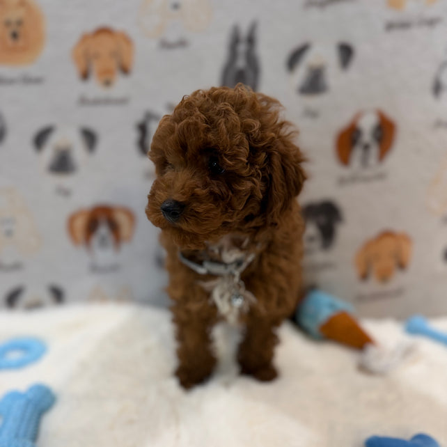TITO (Red AKC Toy Poodle)