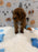 TITO (Red AKC Toy Poodle)