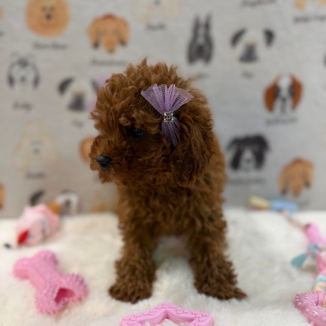 JINA (Red AKC Toy Poodle)