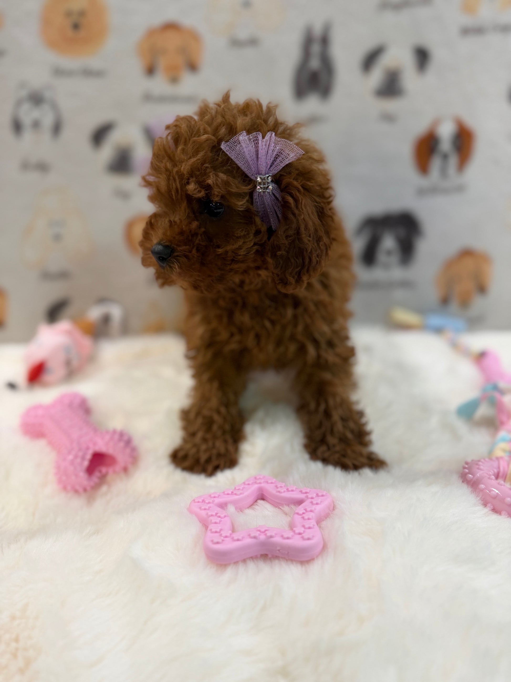 JINA (Red AKC Toy Poodle)