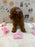 JINA (Red AKC Toy Poodle)