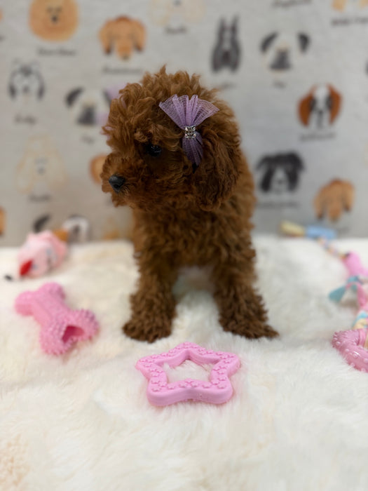 JINA (Red AKC Toy Poodle)