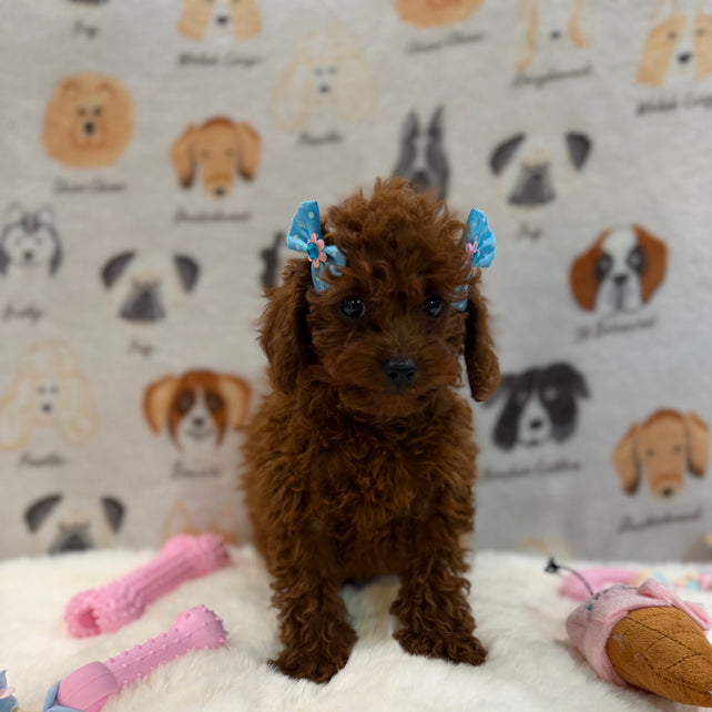 JESSY (Red AKC Toy Poodle)