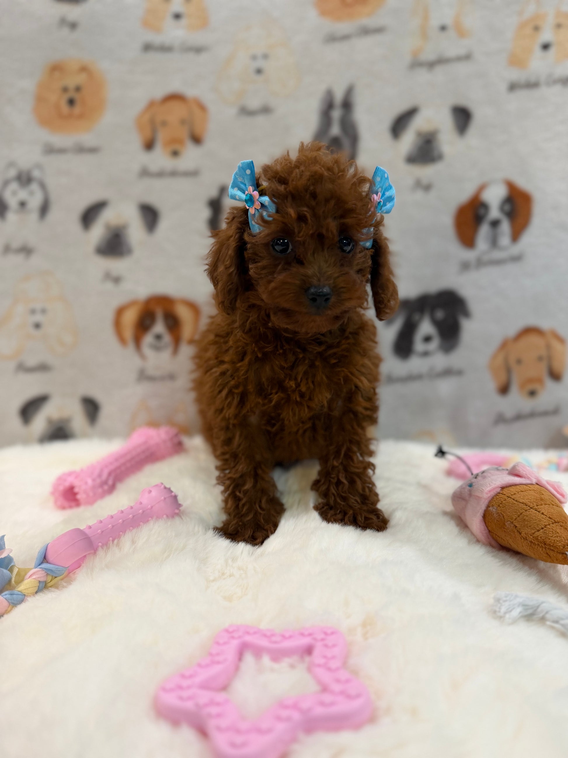 JESSY (Red AKC Toy Poodle)