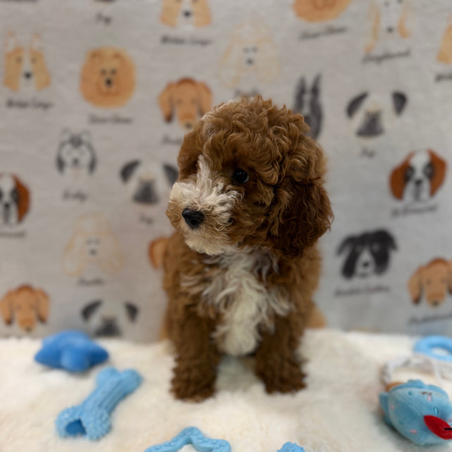 TONY (AKC Mini Poodle)