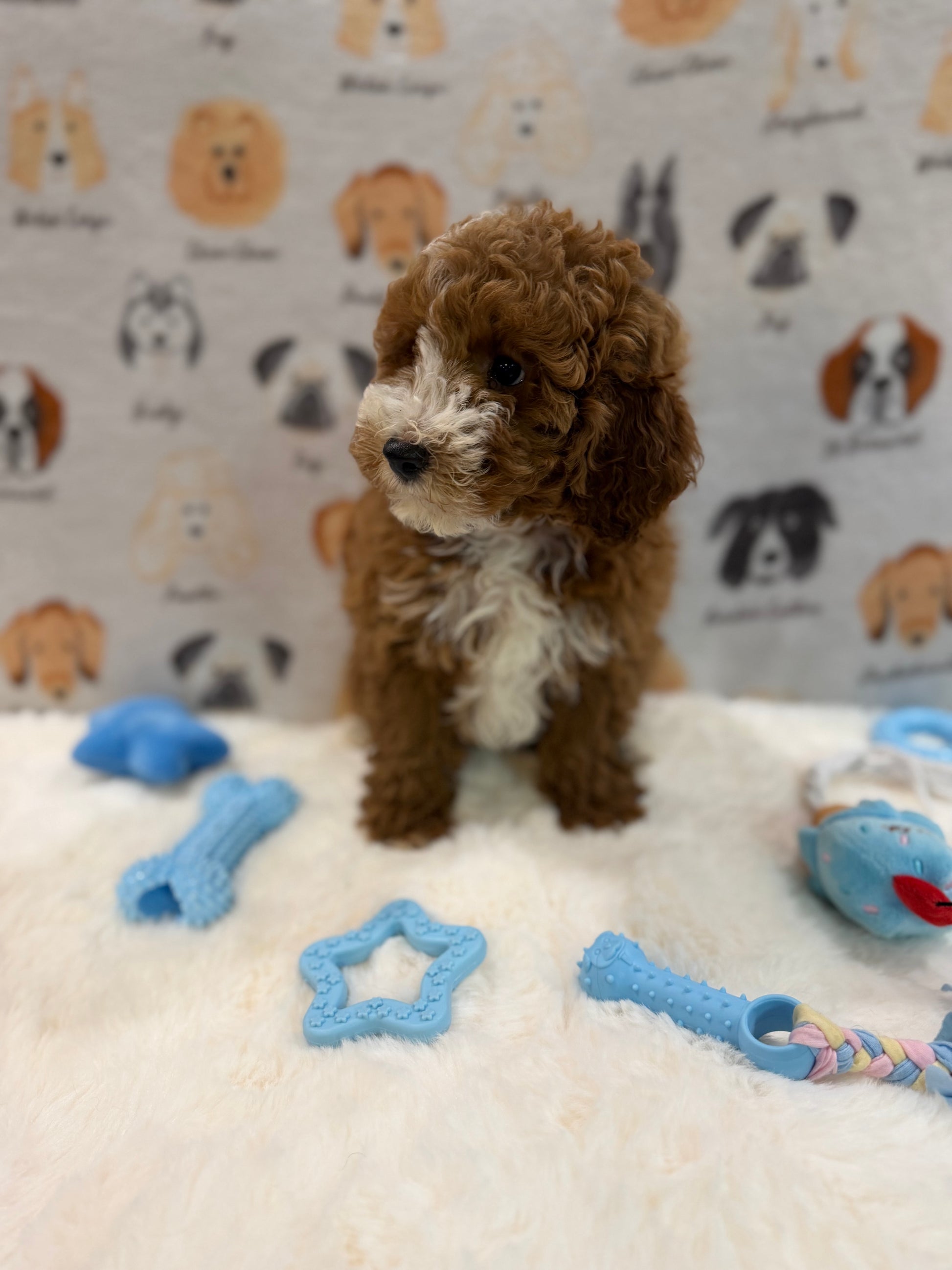TONY (AKC Mini Poodle)