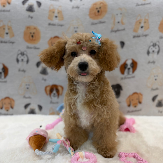 MILLY (Bichon-Poodle)