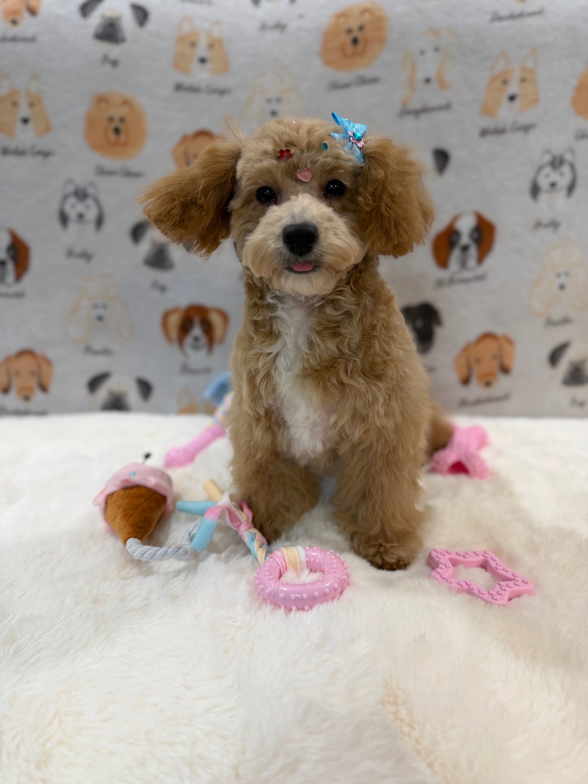 MILLY (Bichon-Poodle)