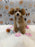 MILLY (Bichon-Poodle)