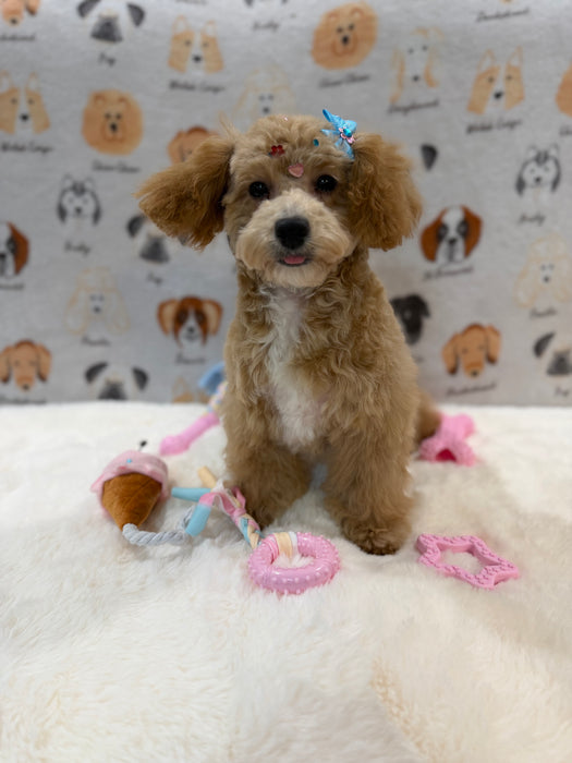 MILLY (Bichon-Poodle)