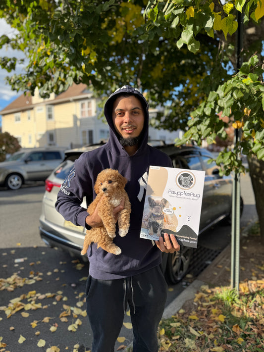 MELINA (Bichon-Poodle)