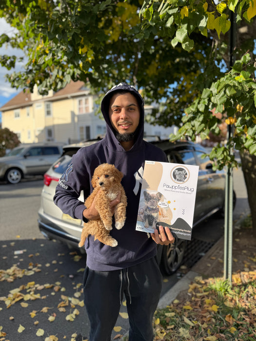 MELINA (Bichon-Poodle)