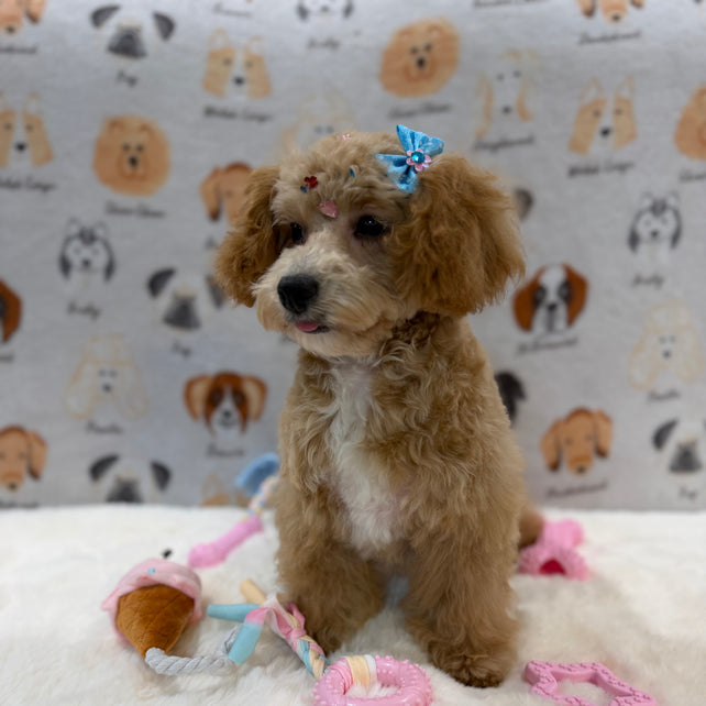 MILLY (Bichon-Poodle)