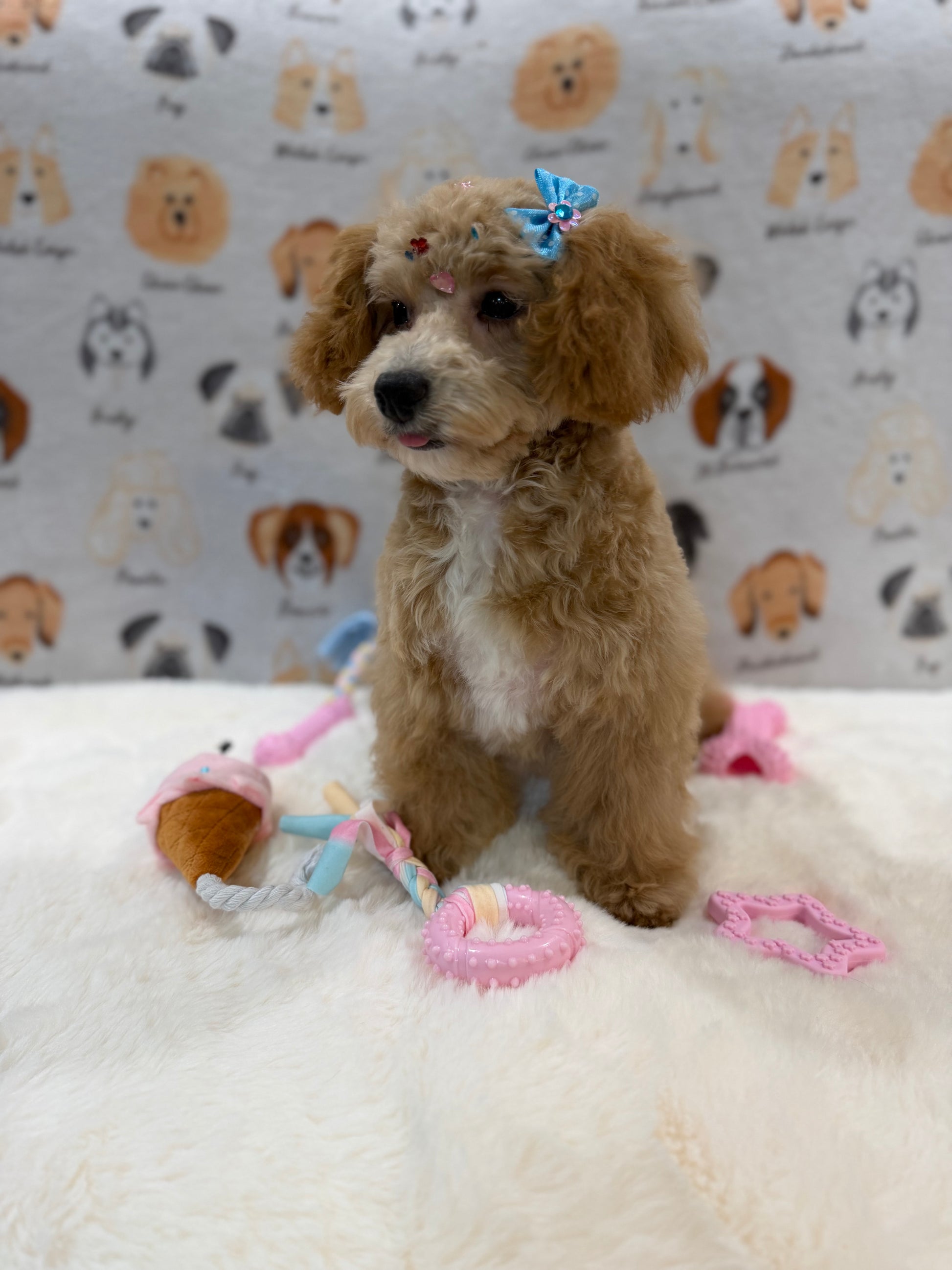 MILLY (Bichon-Poodle)