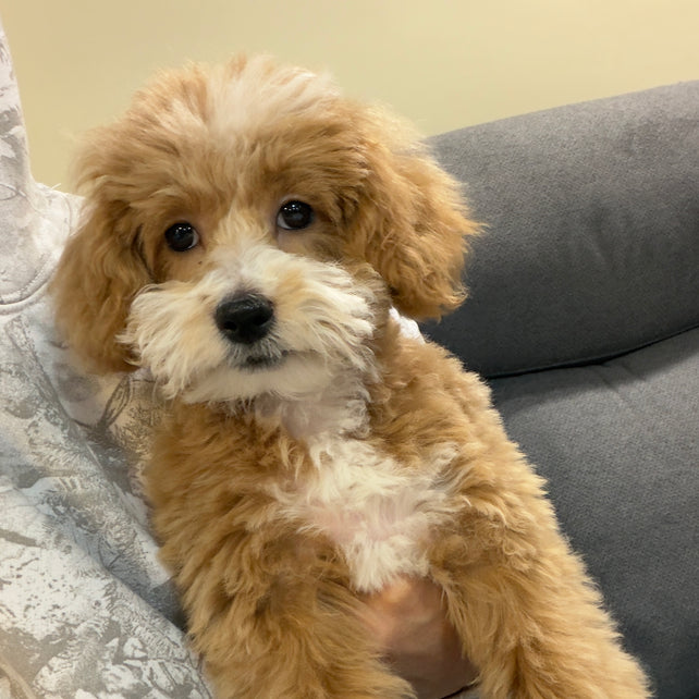 KITH (Maltese-Poodle)