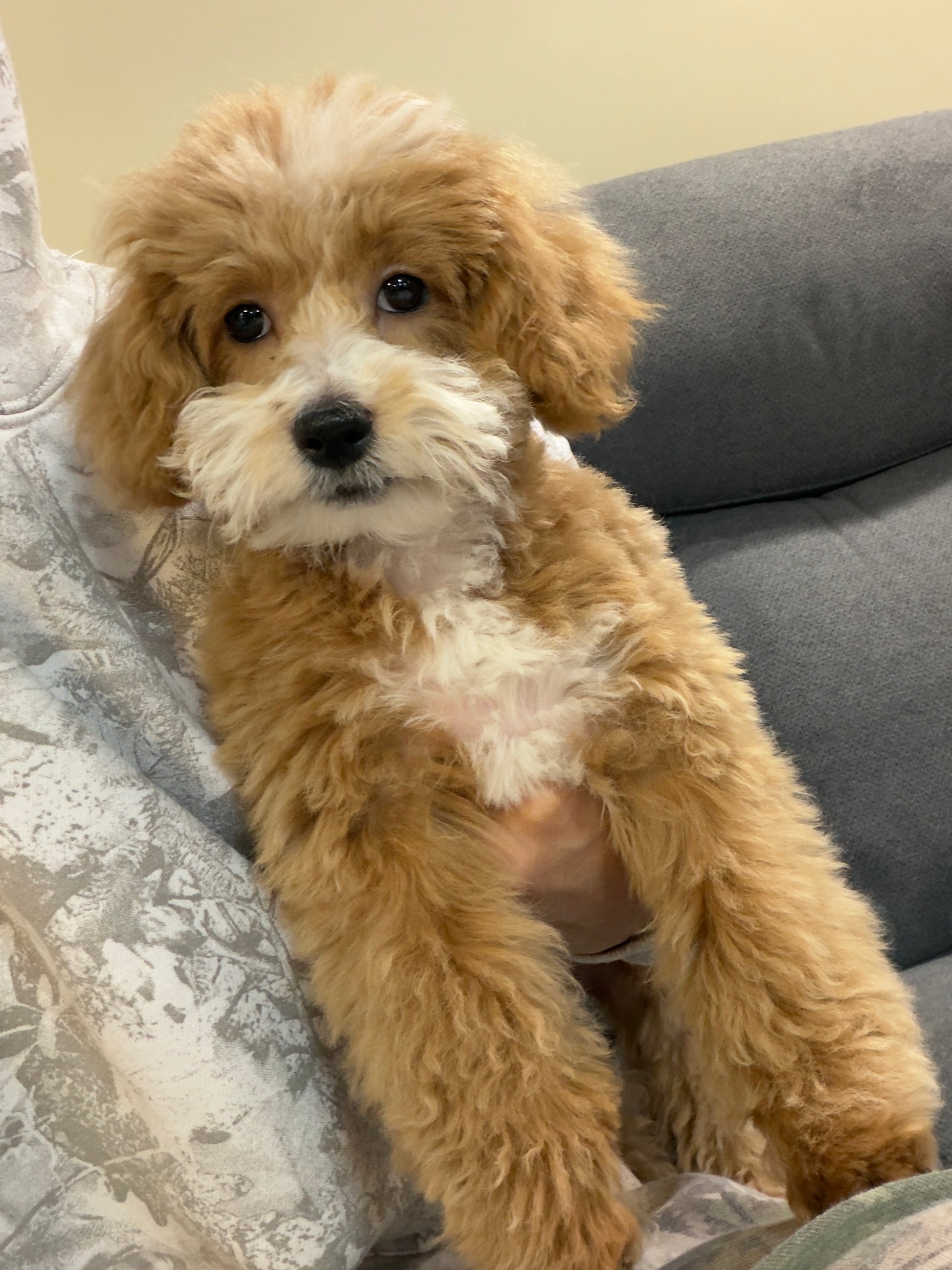 KITH (Maltese-Poodle)
