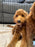 Bruno (Mini-Goldendoodle F1B)