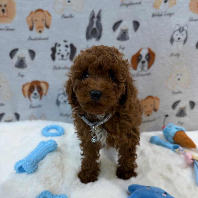 TITO (Red AKC Toy Poodle)