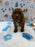 TITO (Red AKC Toy Poodle)