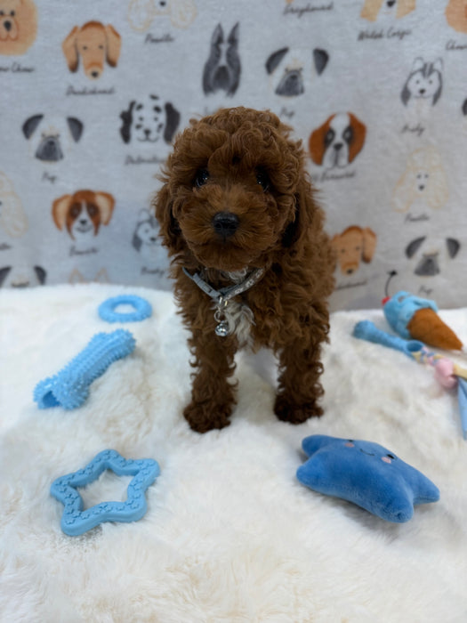 TITO (Red AKC Toy Poodle)