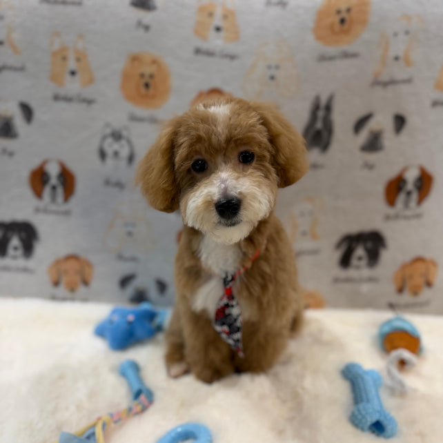 KITH (Maltese-Poodle)