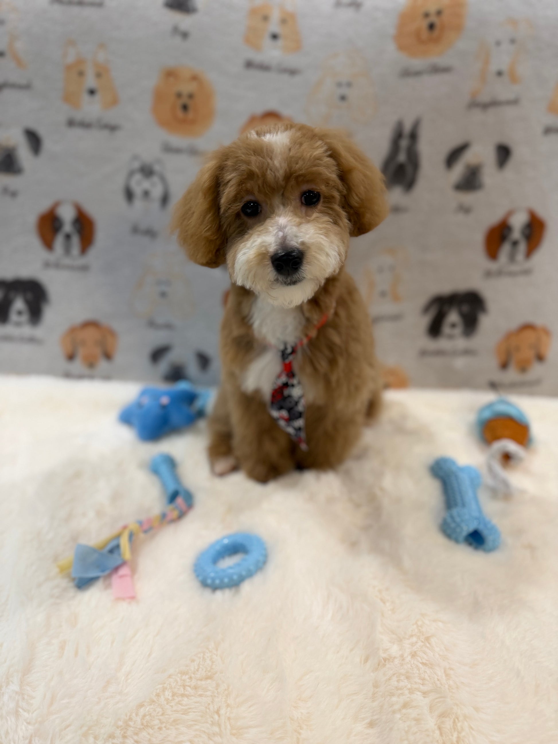 KITH (Maltese-Poodle)