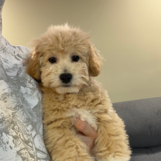 MYKE (Bichon-Poodle)