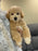 MYKE (Bichon-Poodle)