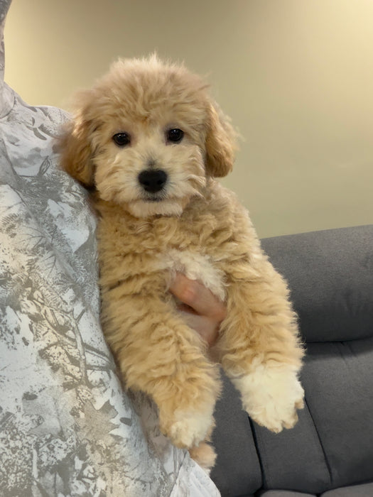 MYKE (Bichon-Poodle)