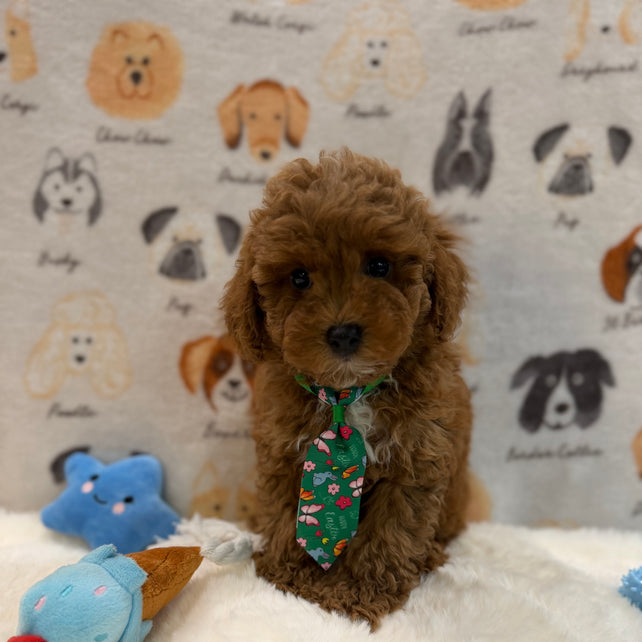 BEAR (AKC Mini Poodle)