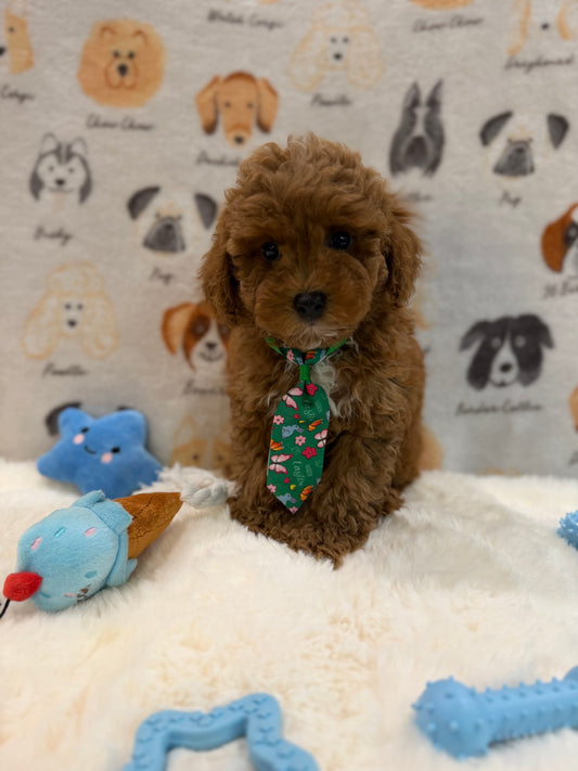 BEAR (AKC Mini Poodle)