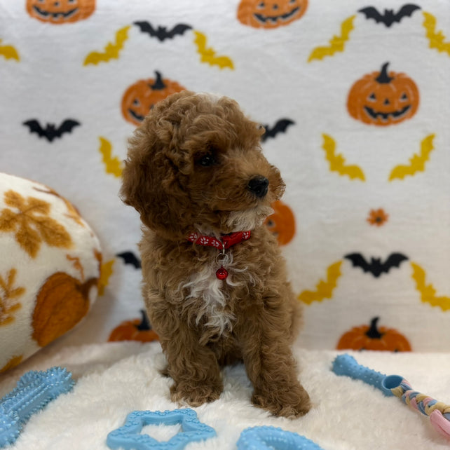 BRIAN (AKC Mini Poodle)