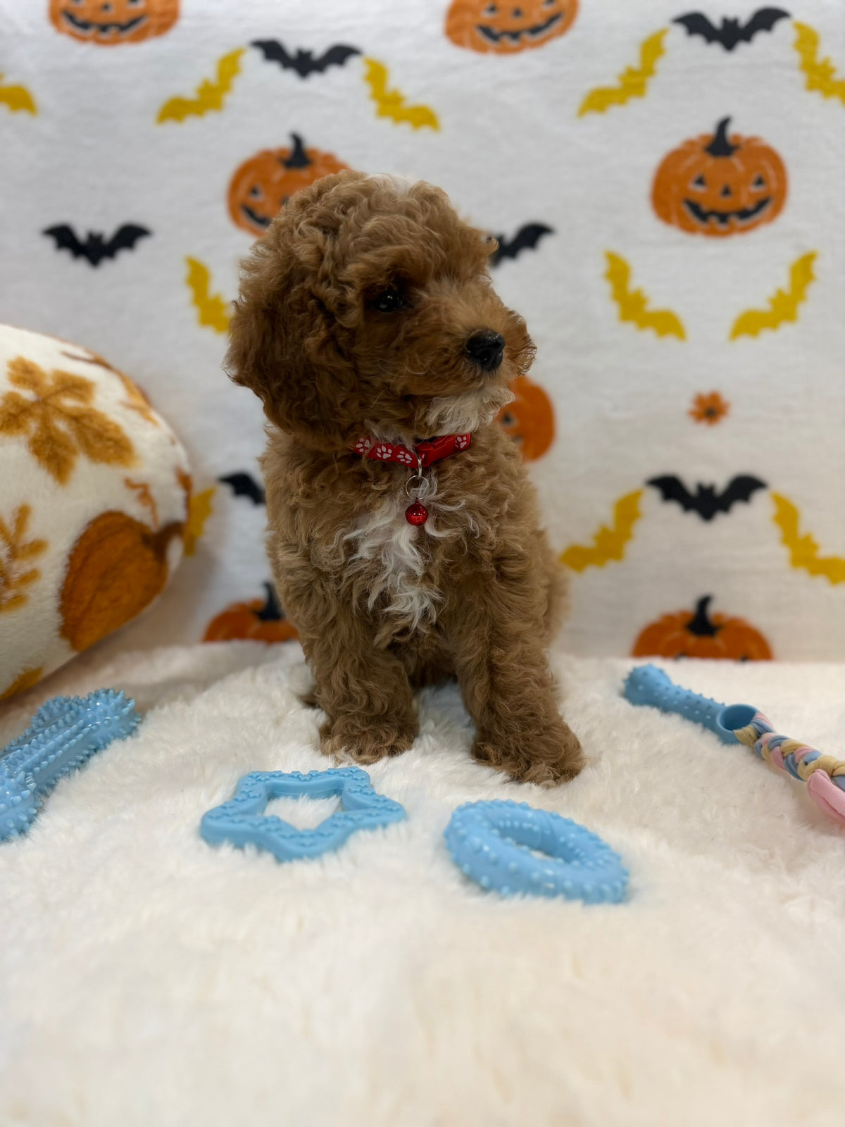 BRIAN (AKC Mini Poodle)