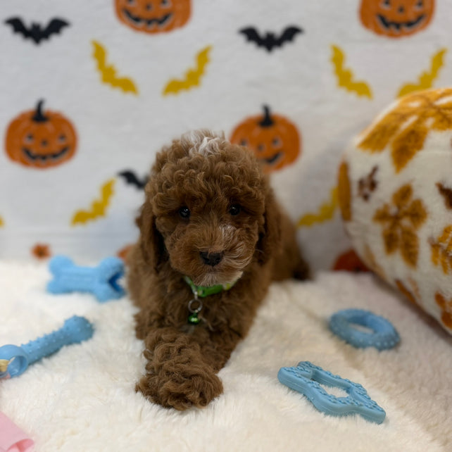 BAXTER (AKC Mini Poodle)