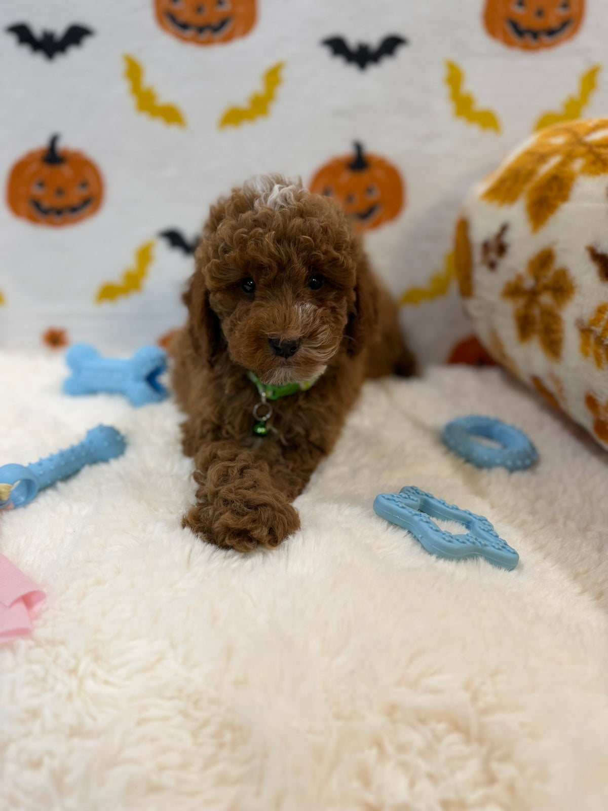 BAXTER (AKC Mini Poodle)