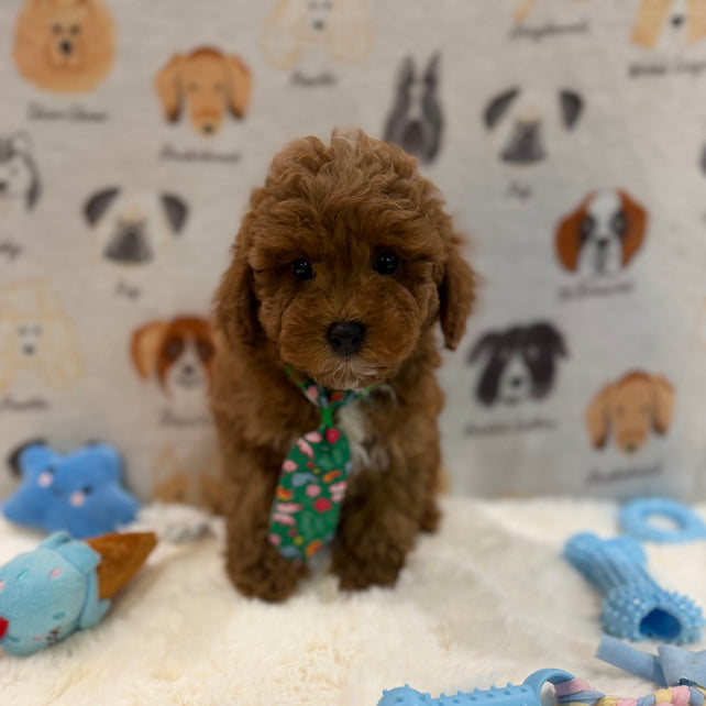 BEAR (AKC Mini Poodle)