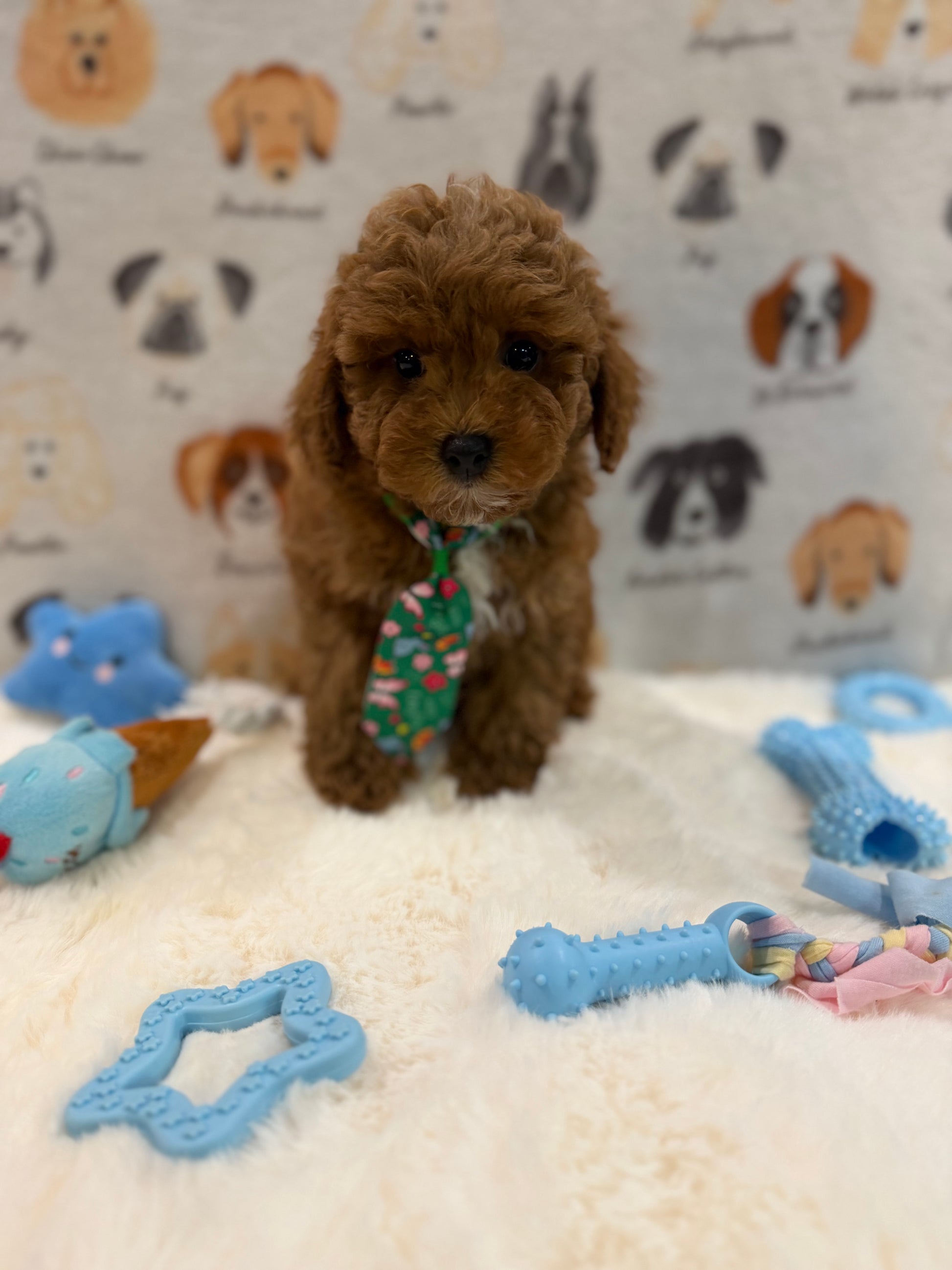 BEAR (AKC Mini Poodle)