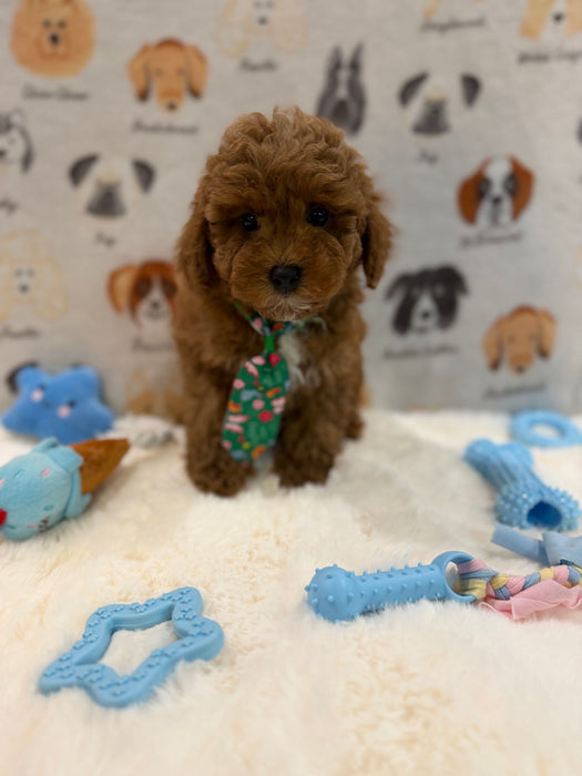 BEAR (AKC Mini Poodle)