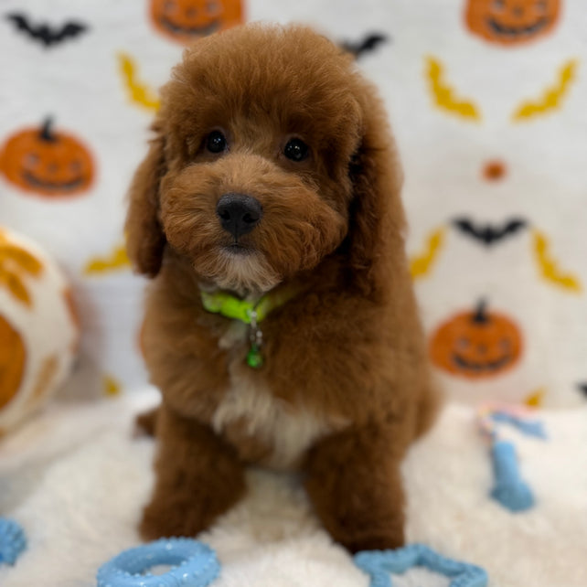 LINO (ACA Mini Poodle)