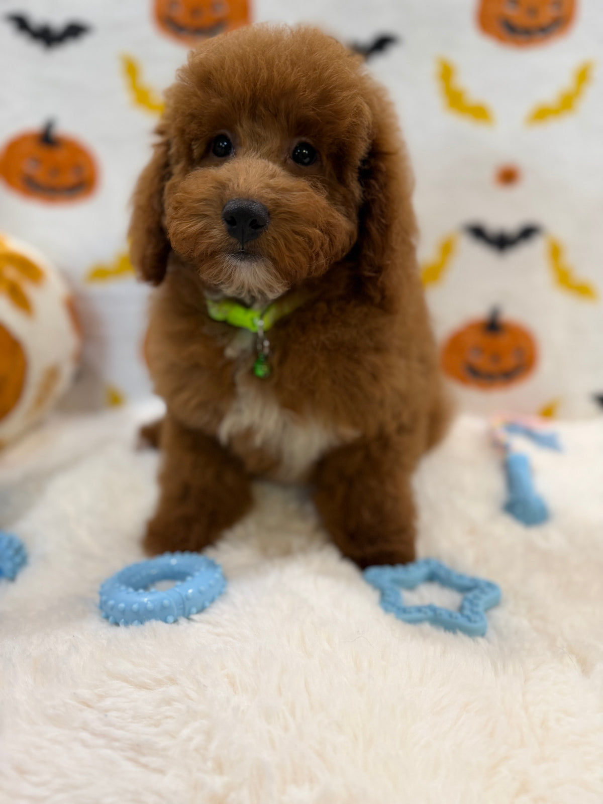 LINO (ACA Mini Poodle)