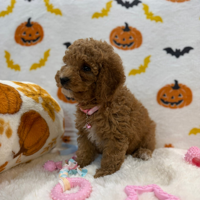 BRITNEY (AKC Mini Poodle)