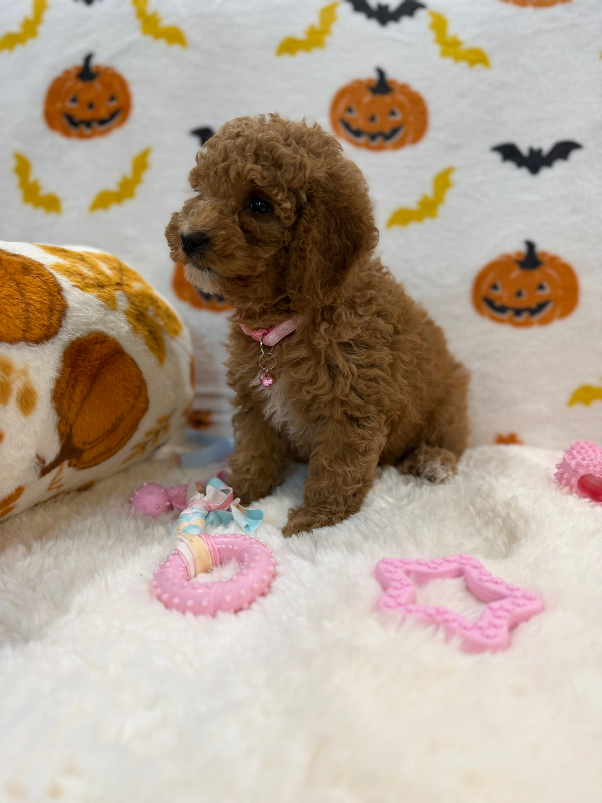 BRITNEY (AKC Mini Poodle)