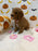 BRITNEY (AKC Mini Poodle)