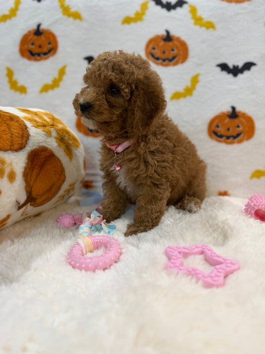 BRITNEY (AKC Mini Poodle)