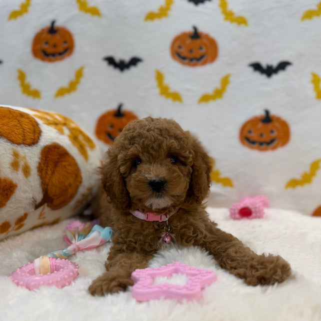 BRITNEY (AKC Mini Poodle)