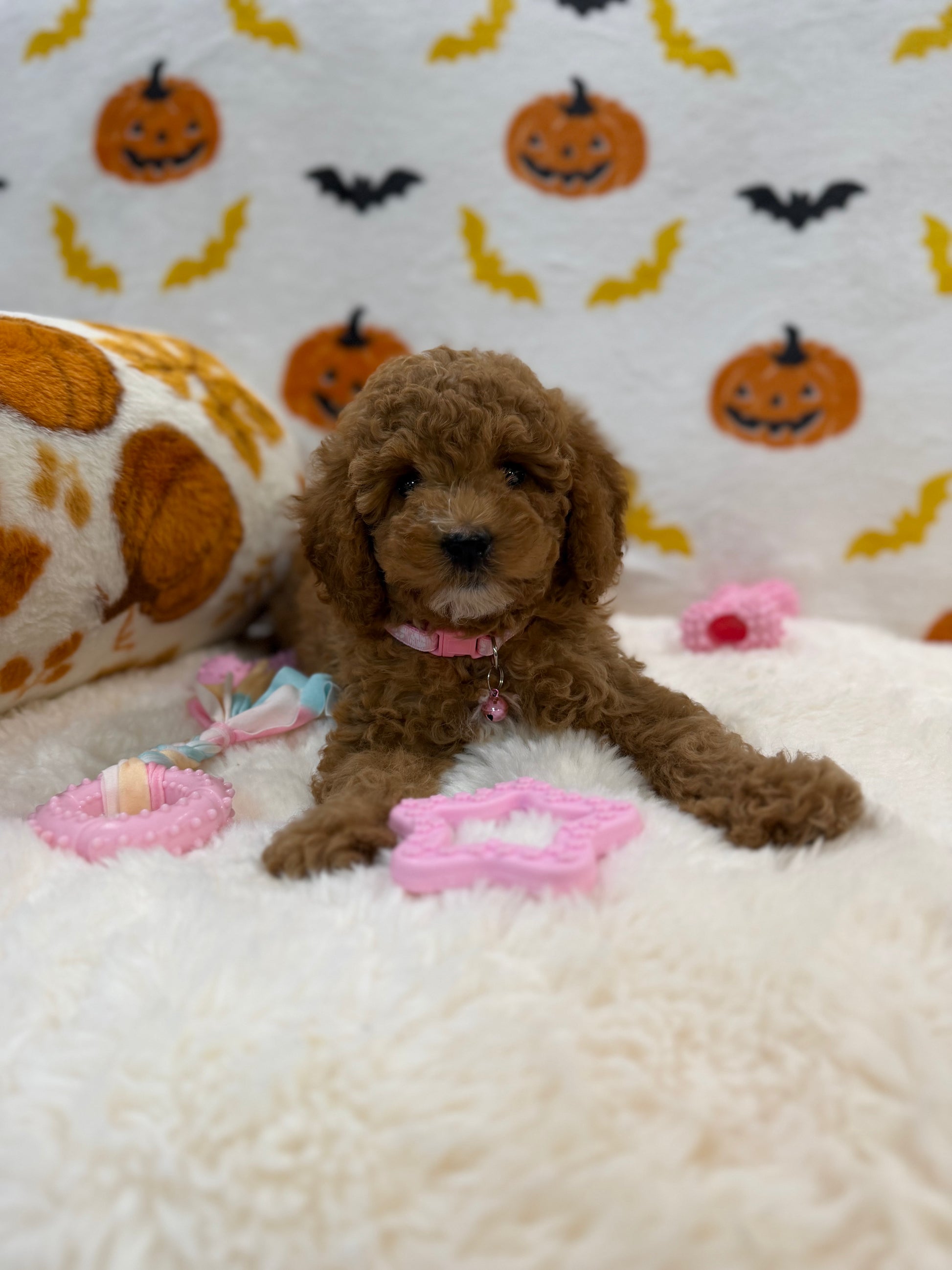 BRITNEY (AKC Mini Poodle)