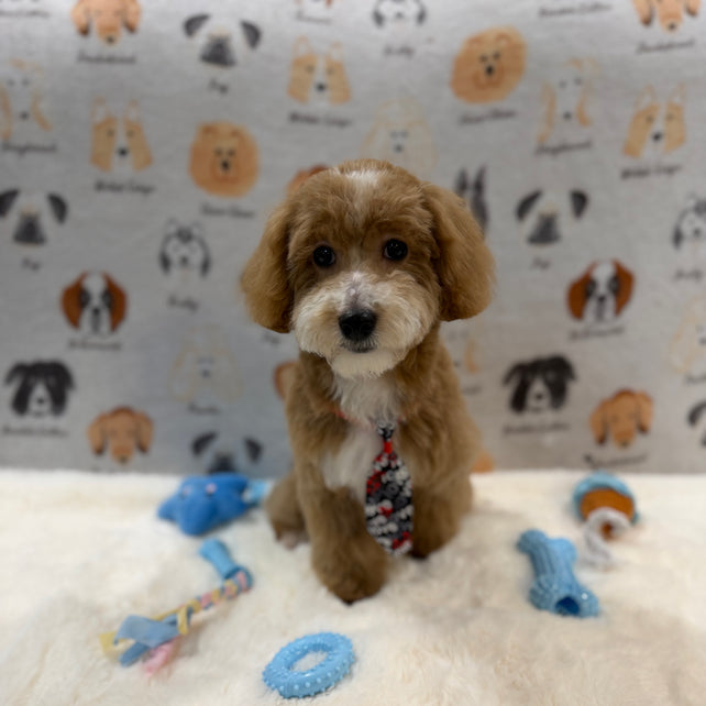 KITH (Maltese-Poodle)