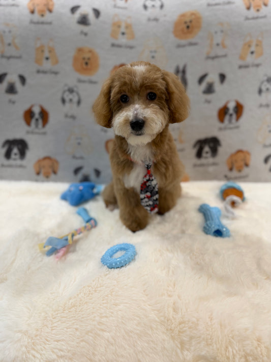 KITH (Maltese-Poodle)
