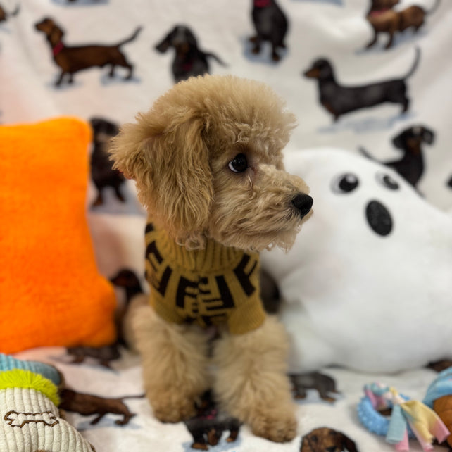 TURBO (Bichon Poodle)